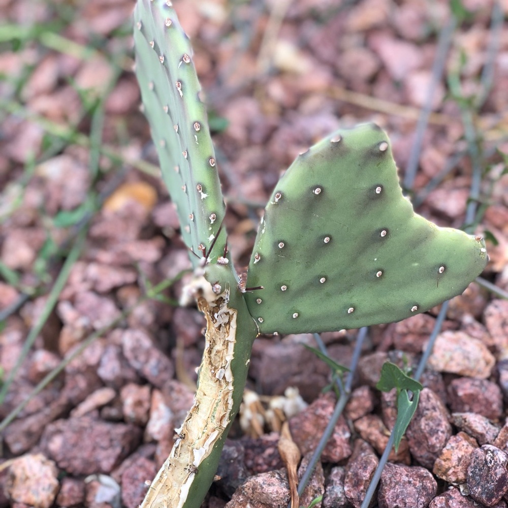 Meet your Posher, Roz